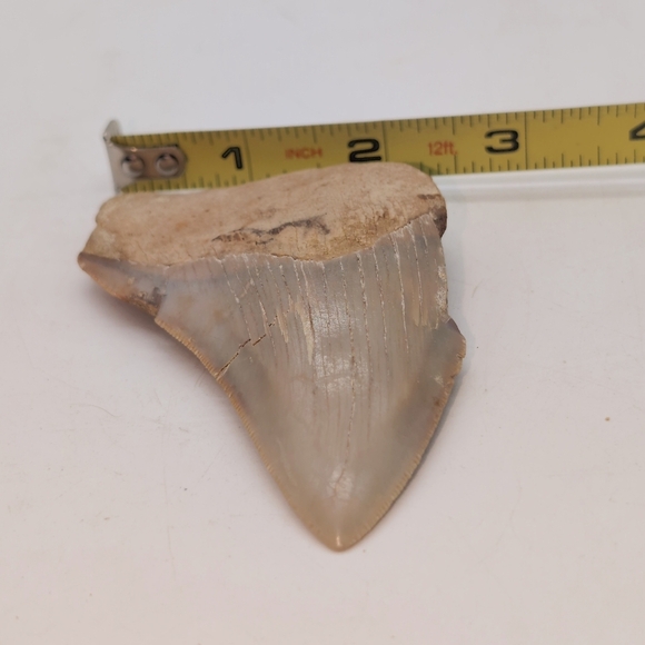 Real Otodus Megalodon Fossilized Shark Tooth 3.25 - Picture 8 of 11